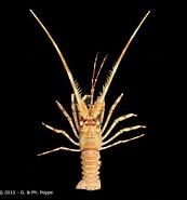 Image result for Palinustus. Size: 173 x 185. Source: www.crustaceology.com