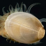 Afbeeldingsresultaten voor "limatula Gwyni". Grootte: 186 x 185. Bron: www.flickr.com