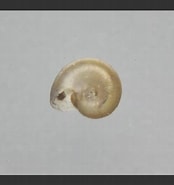Image result for "skenea Serpuloides". Size: 174 x 185. Source: www.aphotomarine.com