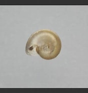 Image result for Skenea serpuloides. Size: 176 x 185. Source: www.aphotomarine.com