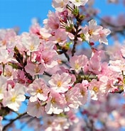 Image result for Cherry Blossom. Size: 176 x 185. Source: resepburgopalembang.blogspot.com