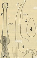 Afbeeldingsresultaten voor "sagitta Tasmanica". Grootte: 120 x 185. Bron: www.alamy.com