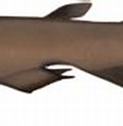 Afbeeldingsresultaten voor "apristurus Longicephalus". Grootte: 180 x 64. Bron: marinewise.com.au