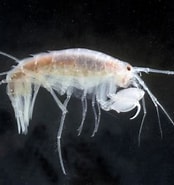 Image result for Eusirus Microps Klasse. Size: 174 x 185. Source: www.marinespecies.org