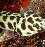 Afbeeldingsresultaten voor Myrichthys maculosus. Grootte: 176 x 185. Bron: www.agefotostock.com