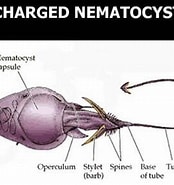 Image result for Nematocyste. Size: 174 x 185. Source: humanbiologylab.pbworks.com