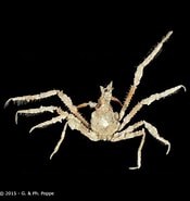 Image result for Achaeus brevirostris. Size: 175 x 185. Source: www.crustaceology.com