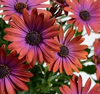 Image result for Bronze Osteospermum Seeds. Size: 197 x 185. Source: www.farmerbrowns.ca