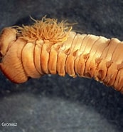 Image result for "eukrohnia Proboscidea". Size: 173 x 185. Source: www.iopan.gda.pl
