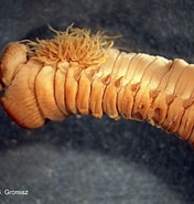 Image result for "eukrohnia Proboscidea". Size: 176 x 185. Source: www.iopan.gda.pl