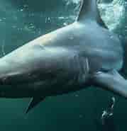 Blacktip Shark Predators 的图像结果.大小：179 x 181。 资料来源：seaunseen.com