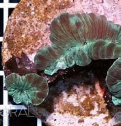 Afbeeldingsresultaten voor Nemenzophyllia. Grootte: 177 x 185. Bron: www.coral.zone