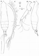 Afbeeldingsresultaten voor Subeucalanus monachus Familie. Grootte: 129 x 185. Bron: www.researchgate.net