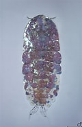 Image result for "sapphirina Angusta". Size: 120 x 185. Source: scripps.ucsd.edu