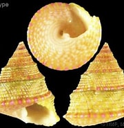 Image result for "protopelagonemertes Hubrechti". Size: 180 x 185. Source: www.conchology.be