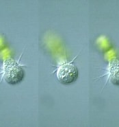 Afbeeldingsresultaten voor "mesodinium Acarus". Grootte: 174 x 185. Bron: protist.i.hosei.ac.jp