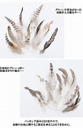 Image result for ニワトリの羽根 販売. Size: 120 x 185. Source: item.rakuten.co.jp