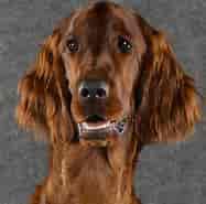 Image result for World Dansk Fritid Husdyr hunde racer stående Jagthunde Irsk setter Klubber. Size: 187 x 185. Source: www.dkk.dk