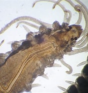 Afbeeldingsresultaten voor Proceraea aurantiaca Stam. Grootte: 176 x 185. Bron: www.aphotomarine.com