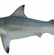 Afbeeldingsresultaten voor "carcharhinus Amblyrhynchoides". Grootte: 183 x 131. Bron: fishesofaustralia.net.au
