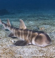 Afbeeldingsresultaten voor "heterodontus Japonicus". Grootte: 175 x 185. Bron: www.sharksandrays.com