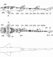 Image result for Slender Catshark Class. Size: 174 x 185. Source: www.researchgate.net