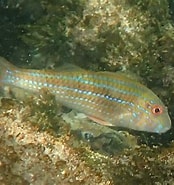 Image result for "pseudupeneus Prayensis". Size: 174 x 185. Source: www.snorkeling-report.com