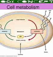 Cells Need Blank for Metabolism-এর ছবি ফলাফল. আকার: 174 x 185. সূত্র: www.slideserve.com
