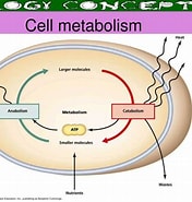 Image result for Cell Metabolism. Size: 176 x 185. Source: www.slideserve.com