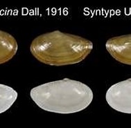 Image result for Yoldiella intermedia. Size: 189 x 108. Source: www.marinespecies.org