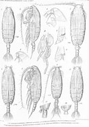 Image result for "pseudochirella Pustulifera". Size: 130 x 185. Source: www.marinespecies.org