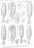 Afbeeldingsresultaten voor Pseudochirella pustulifera Stam. Grootte: 134 x 185. Bron: www.marinespecies.org