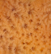 Afbeeldingsresultaten voor "myxilla Rosacea". Grootte: 176 x 185. Bron: www.aphotomarine.com