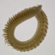 Image result for "aricidea Cerruti". Size: 186 x 185. Source: varietyoflife.com.au