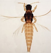 Image result for Tyrrheniellidae. Size: 180 x 185. Source: bdj.pensoft.net