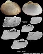 Image result for Striarca. Size: 147 x 185. Source: naturalhistory.museumwales.ac.uk
