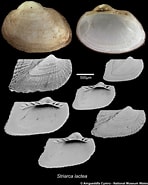 Image result for Striarca. Size: 148 x 185. Source: naturalhistory.museumwales.ac.uk