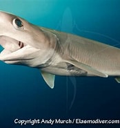 Image result for Hexanchiformes Sharks. Size: 174 x 185. Source: diveadvisor.com