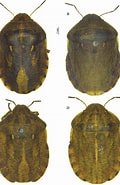 Afbeeldingsresultaten voor "sminthea Eurygaster". Grootte: 120 x 185. Bron: zookeys.pensoft.net