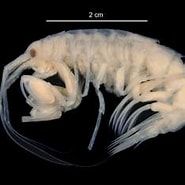 Image result for "eusirus Microps". Size: 185 x 165. Source: www.marinespecies.org