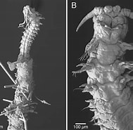 Image result for Paradiopatra Fiordica Stam. Size: 189 x 185. Source: invertebrate.w.uib.no