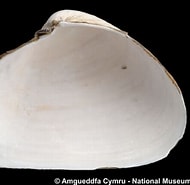 Afbeeldingsresultaten voor "thracia Convexa". Grootte: 190 x 185. Bron: naturalhistory.museumwales.ac.uk