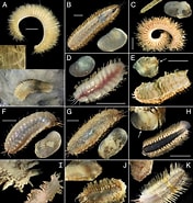Afbeeldingsresultaten voor Austrolaenillamollis. Grootte: 176 x 185. Bron: static.frontiersin.org