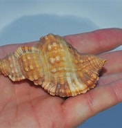 Image result for "cymatium Aquatile". Size: 177 x 185. Source: www.inaturalist.org