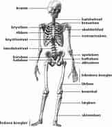 Billedresultat for World Dansk sundhed sygdomme og lidelser muskler og skelet. størrelse: 163 x 185. Kilde: gusidk.blogspot.com