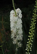 Image result for "actaea Perspinosa". Size: 128 x 185. Source: powo.science.kew.org