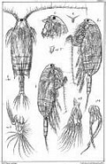 Image result for "aetideopsis Armata". Size: 120 x 185. Source: copepodes.obs-banyuls.fr