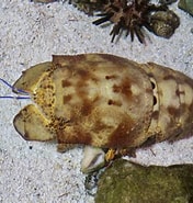 Image result for Scyllarides aequinoctialis Wikipedia. Size: 176 x 185. Source: www.zoochat.com
