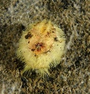 Afbeeldingsresultaten voor "brissopsis Lyrifera". Grootte: 177 x 185. Bron: anadoluimages.com
