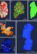 Afbeeldingsresultaten voor Alectonamillari Orden. Grootte: 127 x 185. Bron: www.researchgate.net